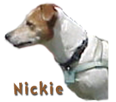 Nickie - The Jack Russell Terrier